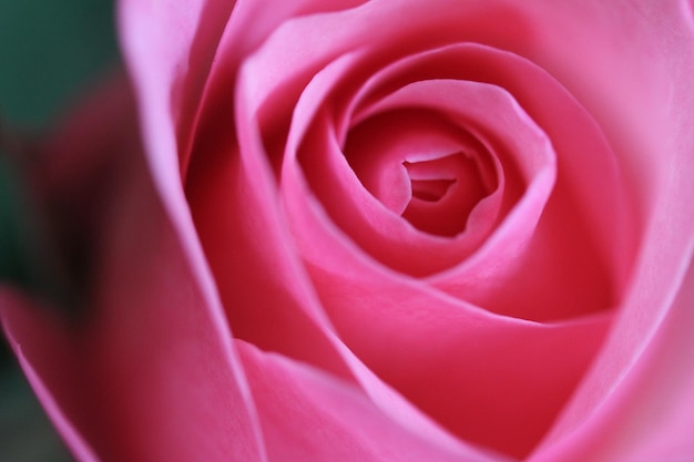 primo piano di rose rosa. sottili strati di petali di rosa. rosa. sfondo naturale. fiore ad arbusto con spina