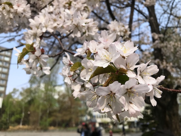 Primo piano di sakura rosa-chiaro su un albero