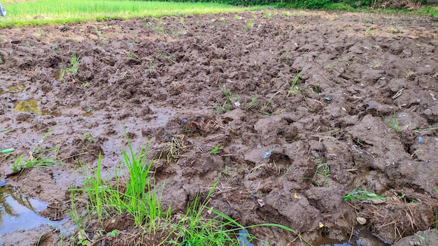 primo piano di seminativi arati in un campo