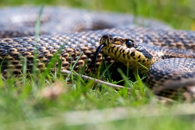 Primo piano di serpente macchiato o elaphe sauromates che mostra la sua lingua