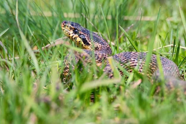 Primo piano di serpente macchiato o elaphe sauromates in erba