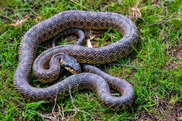 Primo piano di serpente macchiato o elaphe sauromates in erba