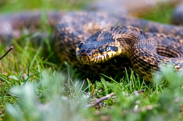 Primo piano di serpente macchiato o elaphe sauromates in erba