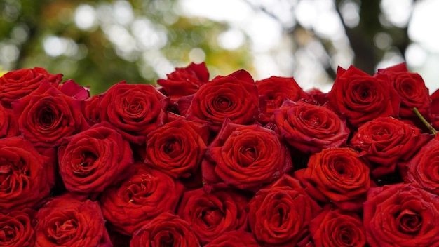 Primo piano di sfondo rose rosse Struttura naturale dell'amore