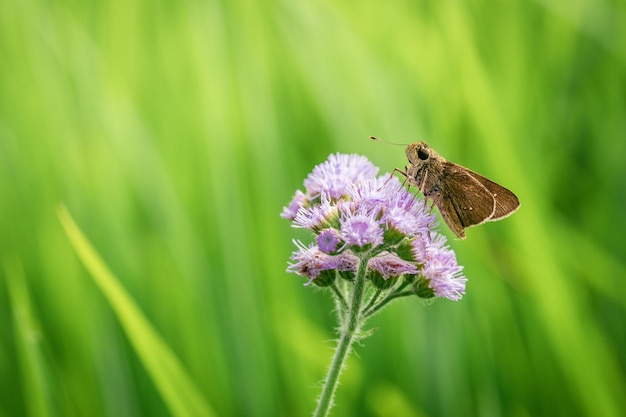 Primo piano di skipper insetto sull'erba