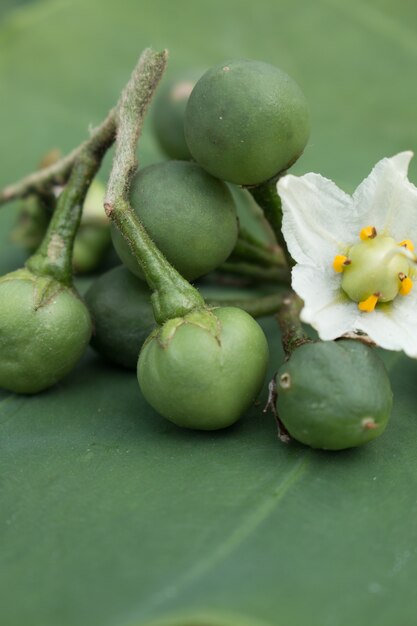 Primo piano di Solanum Torvum