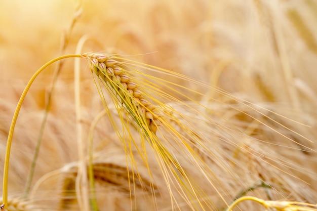 Primo piano di spighe di grano in campo al tramonto Gli agricoltori che assicurano l'approvvigionamento alimentare e alimentano la nazione