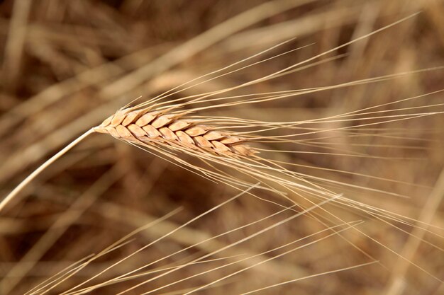 Primo piano di spighe di grano maturo