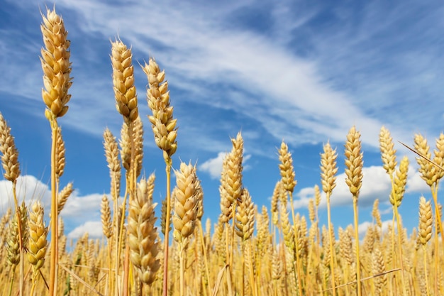 Primo piano di spighe di grano su un cielo azzurro con nuvole