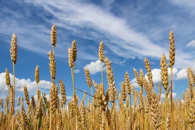 Primo piano di spighe di grano su una superficie di cielo blu con nuvole