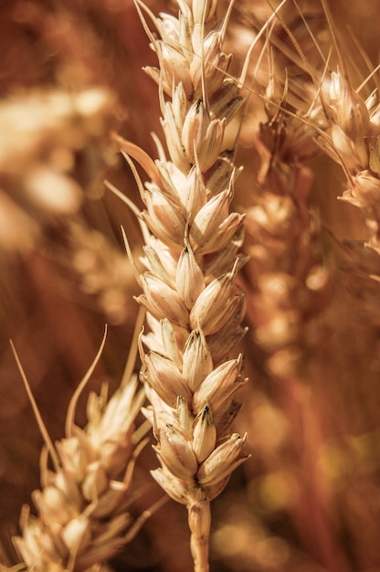 Primo piano di spighe di grano.