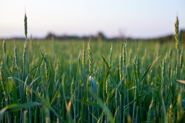 Primo piano di spighe verdi di grano o segale al tramonto in un campo. Cibo globale del mondo con il tramonto sullo sfondo della scena autunnale del terreno agricolo Felice campagna agricola.