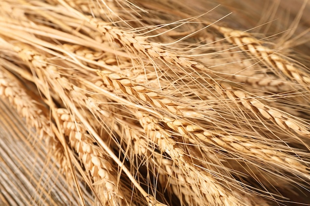 Primo piano di spighette di grano maturo