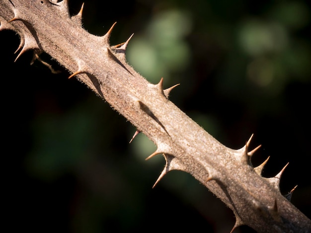 primo piano di spine delle piante. profondità di campo ridotta