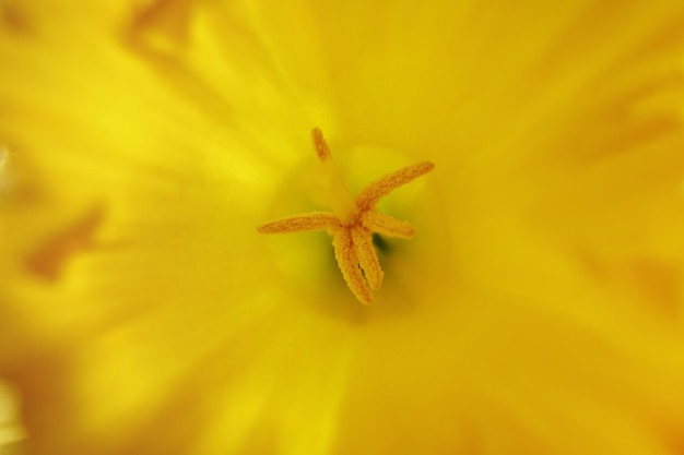 Primo piano di stami di narciso (o narciso) con polline, piccola profondità di messa a fuoco.