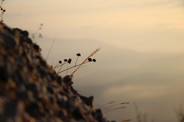 Primo piano di steli e fiori secchi su una roccia su uno sfondo di cielo arancione all'alba in montagna...