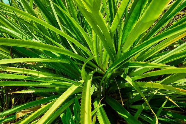 Primo piano di steli e foglie verdi di pandanus veitchii che crescono in un giardino in una giornata di sole Varietà di piante fresche di pino spinoso in un cortile Un primo piano di una pianta cespugliosa con una siepe spinosa