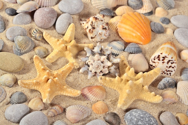 Primo piano di stelle marine, conchiglie e ciottoli