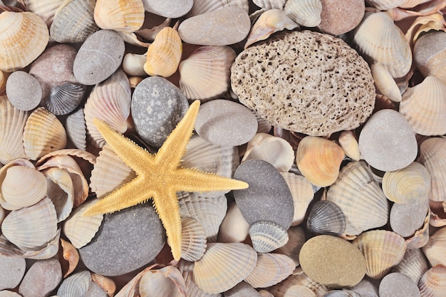 Primo piano di stelle marine, conchiglie e ciottoli