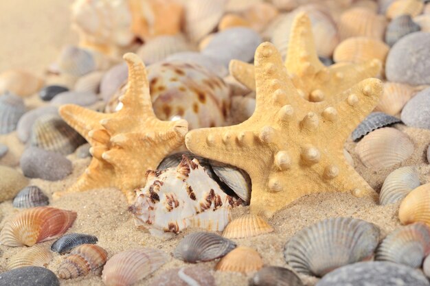 Primo piano di stelle marine, conchiglie e ciottoli