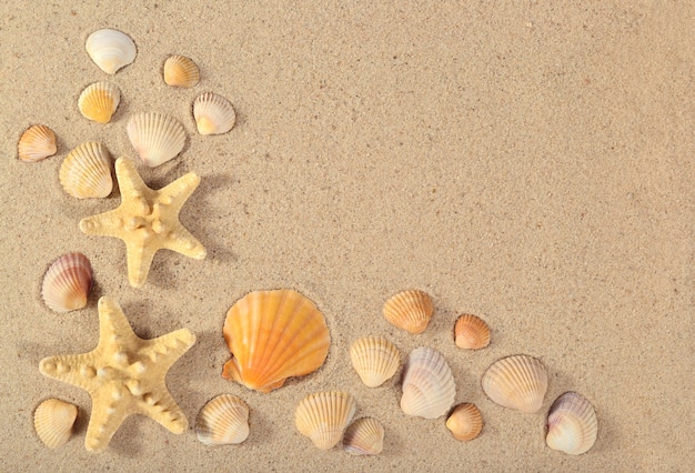 Primo piano di stelle marine e conchiglie su uno sfondo di sabbia