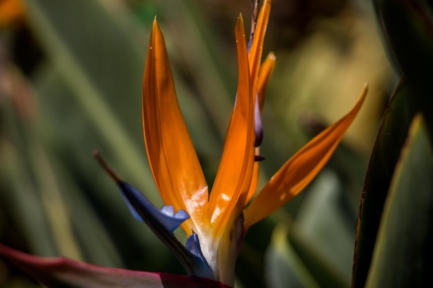 Primo piano di Strelitzia reginae Fiori luminosi esotici sfondo naturale di fiori