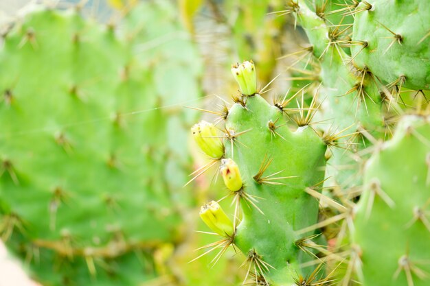 Primo piano di struttura del cactus