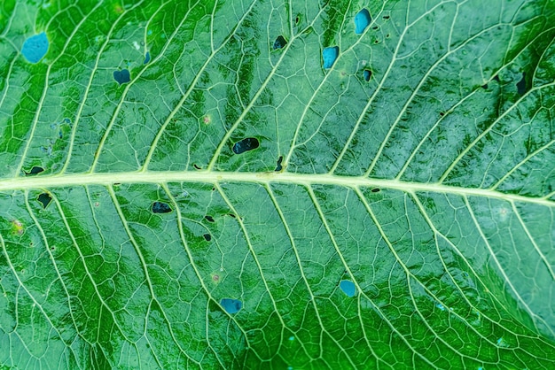 Primo piano di struttura della foglia verde