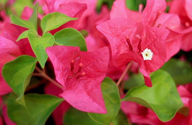 Primo piano di stupefacente rosa caldo Bougainvillea Glabra sull'albero