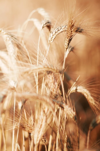 Primo piano di teste di grano focalizzate mature gialle dorate di colore caldo nella soleggiata giornata estiva su morbido prato sfocato campo di grano marrone chiaro sfondo Agricoltura agricoltura e ricco concetto di raccolto
