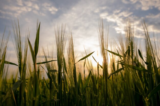 Primo piano di teste di grano verde che crescono in campo agricolo in primavera.