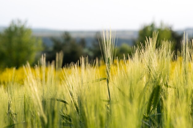 Primo piano di teste di grano verde che crescono in campo agricolo in primavera.