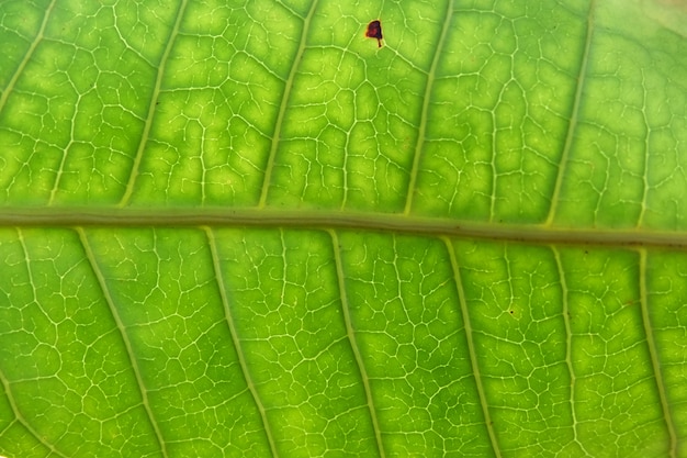 Primo Piano Di Texture Foglia Verde