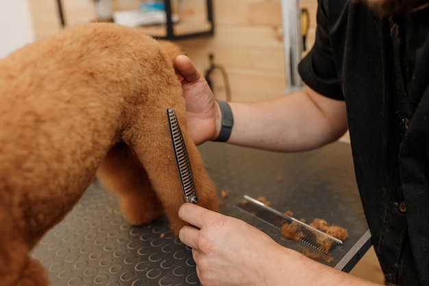 Primo piano di toelettatore maschio professionista che fa taglio di capelli di cane barboncino tazza da tè al salone di toelettatura con attrezzature professionali