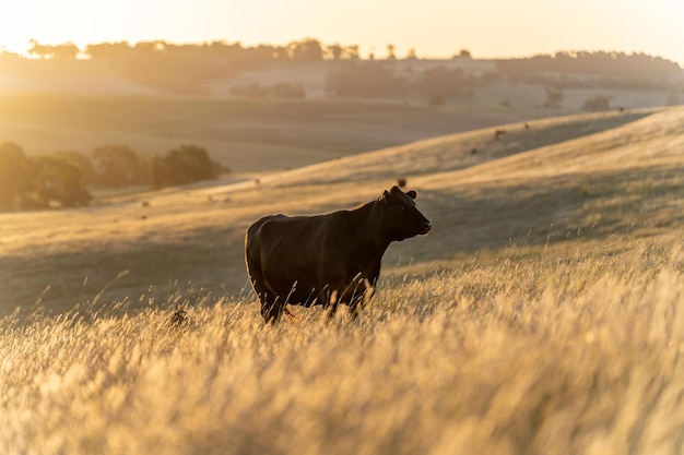 Primo piano di tori di manzo e mucche che pascolano sull'erba in un campo in Australia mangiando fieno e insilato le razze includono speckle park murray grey angus brangus e wagyu e hereford