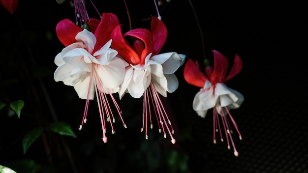 Primo piano di tre fiori rossi e bianchi