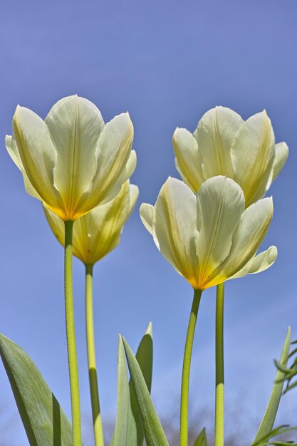 Primo piano di tulipani bianchi che crescono in fiore e fioriscono sullo sfondo del cielo blu Inquadratura dal basso dei fiori che sbocciano Coltivazione di orticoltura di piante decorative che simboleggiano l'amore o l'affetto