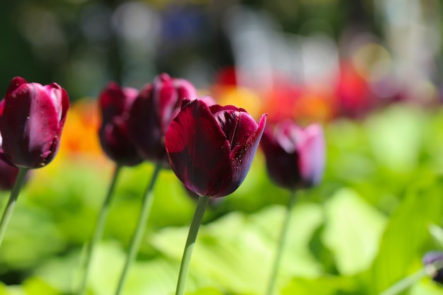 primo piano di tulipani bordeaux con messa a fuoco selettiva su uno sfondo rosso verde sfocato