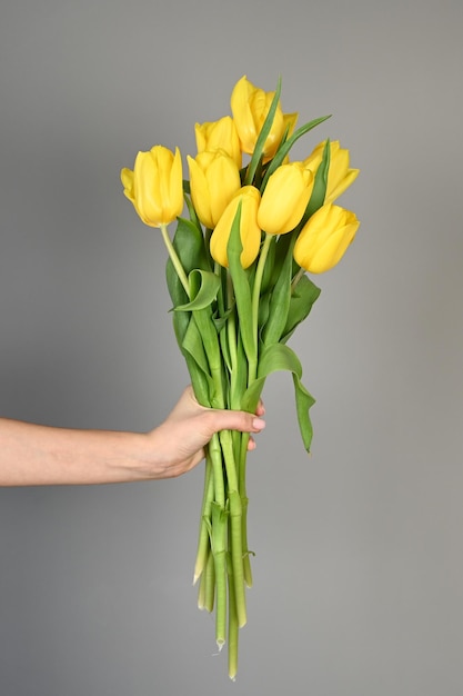 Primo piano di tulipani gialli in una mano woman39s contro un muro grigio Foto di alta qualità