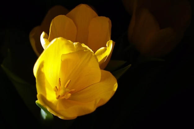 Primo piano di tulipani in fiore giallo su sfondo nero