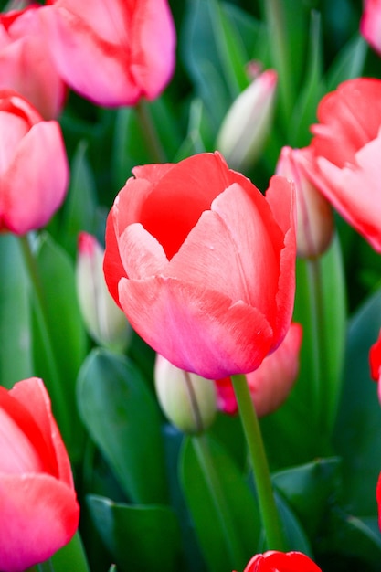 Primo piano di tulipani in fiore Tulipani Pinkred Fiore di tulipano lat Tulip