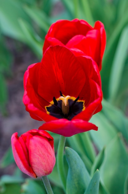 Primo piano di tulipani rossi