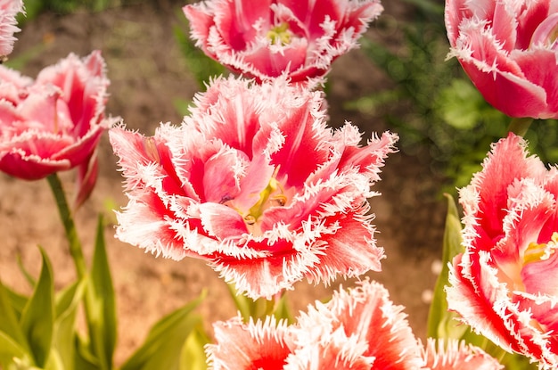 Primo piano di tulipano rosa e bianco in un giardino primaverile Tulipani doppi rosa