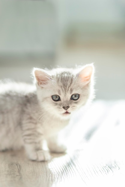 Primo piano di un adorabile gattino a strisce grigio bianco a pelo corto britannico sotto il sole