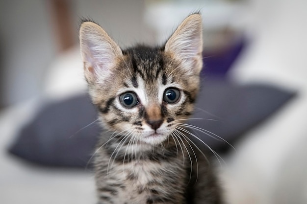 Primo piano di un adorabile gattino seduto sul divano