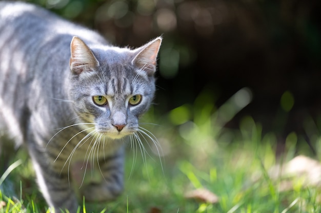 Primo piano di un adorabile gatto grigio che cammina in un campo sotto la luce del sole