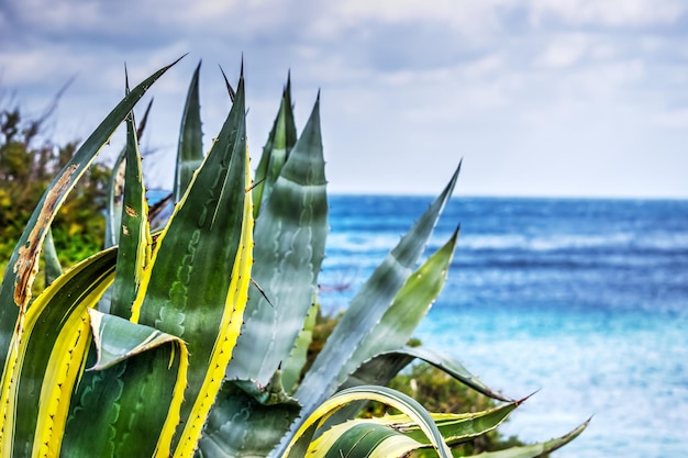 Primo piano di un'agave in riva al mare in Sardegna Italia