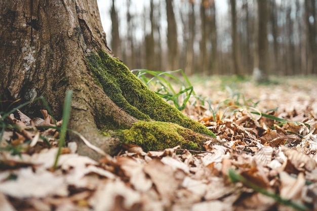 Primo piano di un albero con muschio sul suo tronco contro una foresta sfocata e lascia lo sfondo Carta da parati sullo sfondo della foresta