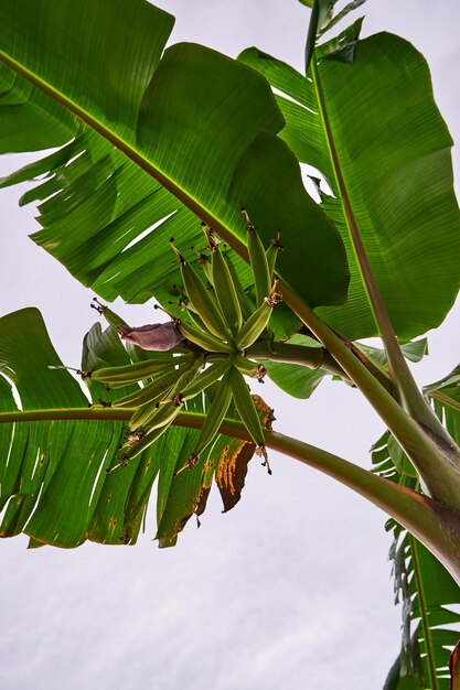 primo piano di un albero di banana che cresce fresco