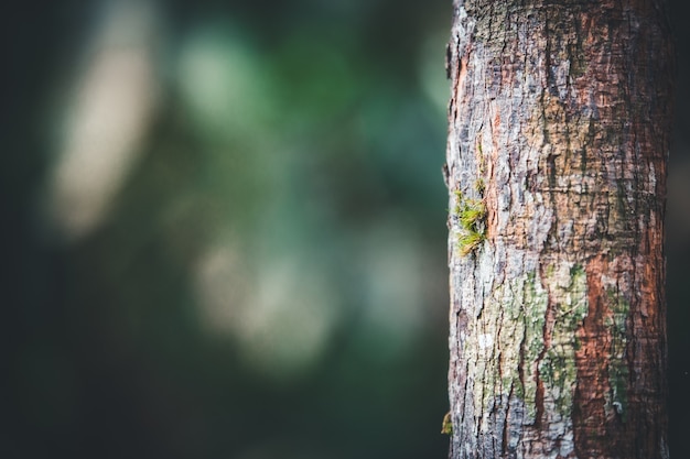 Primo piano di un albero nella foresta